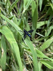 Penthosia satanica