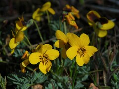 Viola douglasii