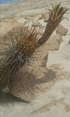 Haageocereus decumbens