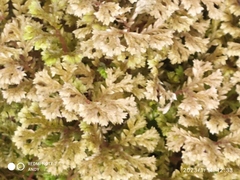 Selaginella uncinata