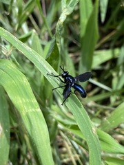 Penthosia satanica