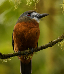 Hapaloptila castanea