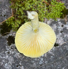 Hygrophorus lucorum