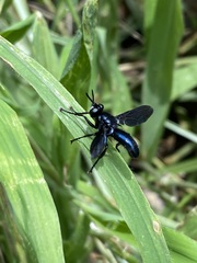 Penthosia satanica