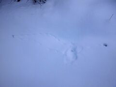 Glaucidium passerinum