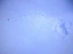 Glaucidium passerinum