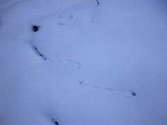 Glaucidium passerinum