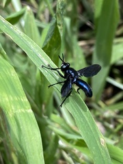 Penthosia satanica