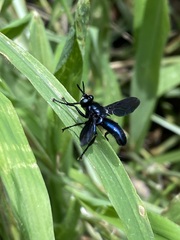 Penthosia satanica