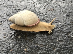 Megalobulimus