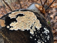 Cylindrobasidium evolvens