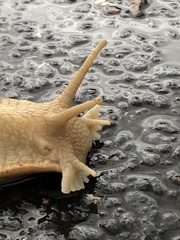 Megalobulimus