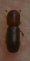 Scolytinae