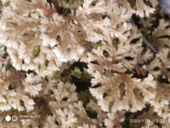 Selaginella uncinata