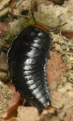 Dendroxena quadrimaculata