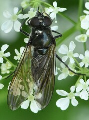Cheilosia variabilis