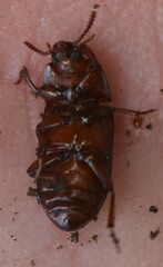 Uloma culinaris