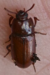 Uloma culinaris