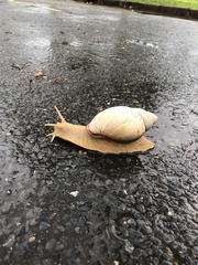 Megalobulimus