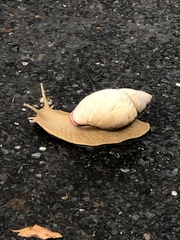 Megalobulimus