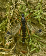 Dictenidia bimaculata