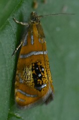 Olethreutes arcuella