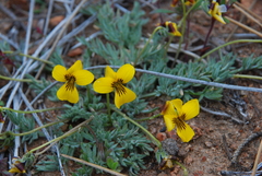 Viola douglasii