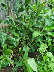 Hedychium gardnerianum