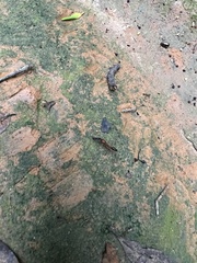 Odontomachus affinis