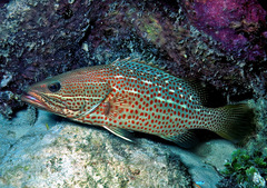 Anyperodon leucogrammicus