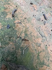 Odontomachus affinis