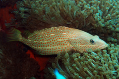 Anyperodon leucogrammicus