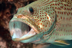 Anyperodon leucogrammicus