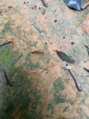 Odontomachus affinis