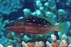 Anyperodon leucogrammicus