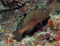 Anyperodon leucogrammicus