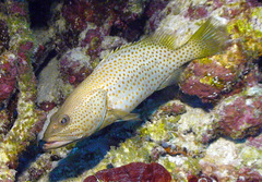 Anyperodon leucogrammicus