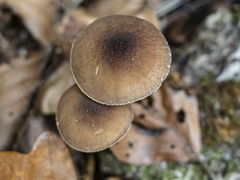 Pluteus phlebophorus