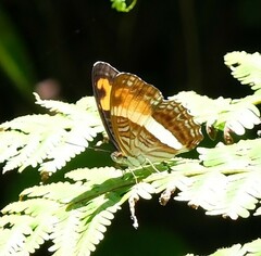 Adelpha malea