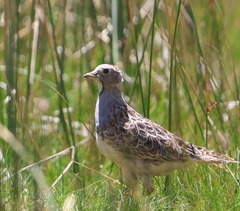 Thinocorus orbignyianus