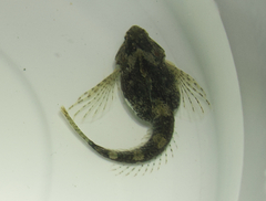 Clinocottus acuticeps