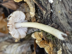 Pluteus phlebophorus