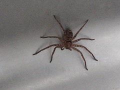 Heteropoda jugulans