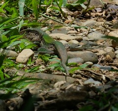 Ameiva ameiva