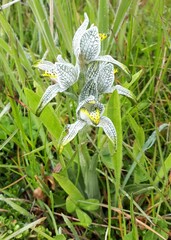 Chloraea magellanica