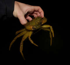 Telmessus cheiragonus