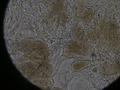 Pluteus phlebophorus