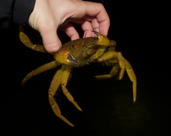 Telmessus cheiragonus