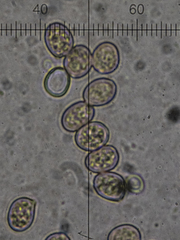 Pluteus phlebophorus