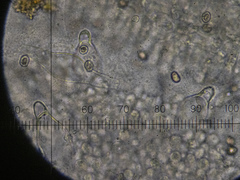 Pluteus phlebophorus